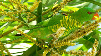 Scaly-breasted Lorikeet