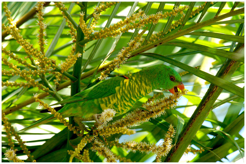 Scaly-breasted Lorikeetadult