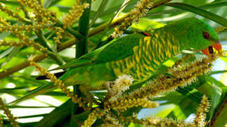 Scaly-breasted Lorikeet