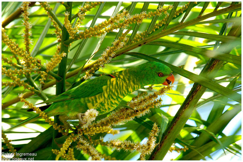 Scaly-breasted Lorikeetadult, feeding habits