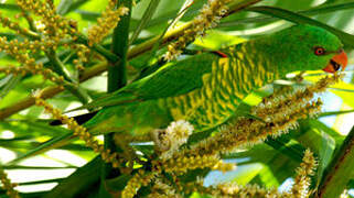 Scaly-breasted Lorikeet