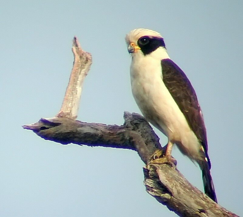 Laughing Falcon