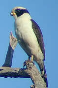 Laughing Falcon