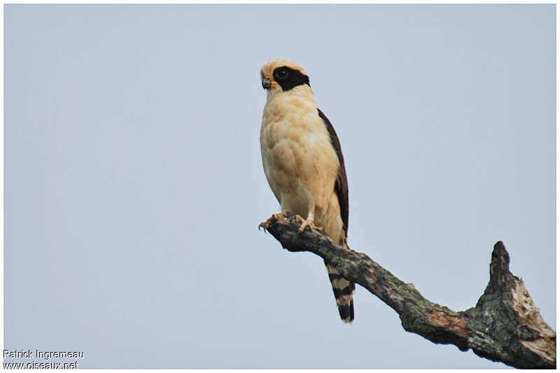 Macagua rieuradulte, identification