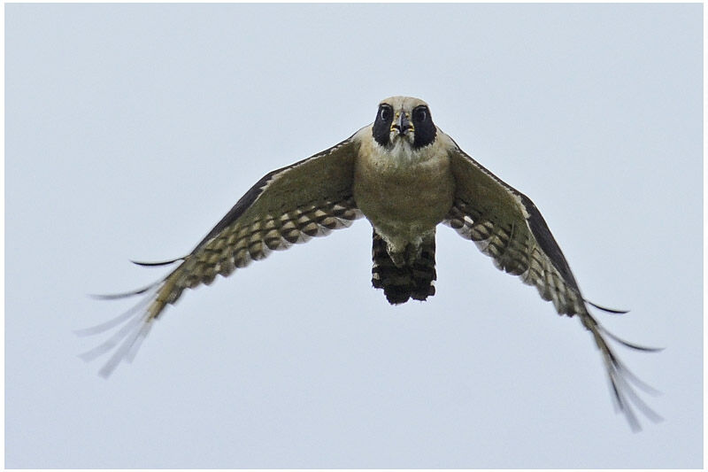 Laughing Falconadult