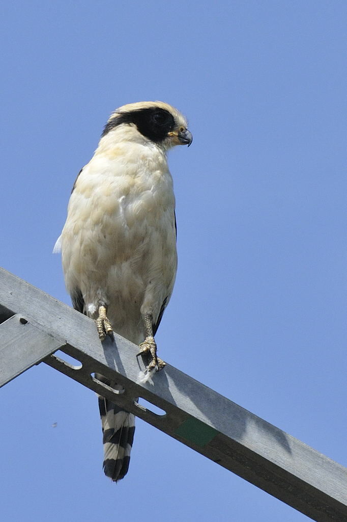 Macagua rieuradulte, identification