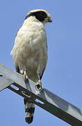 Laughing Falcon