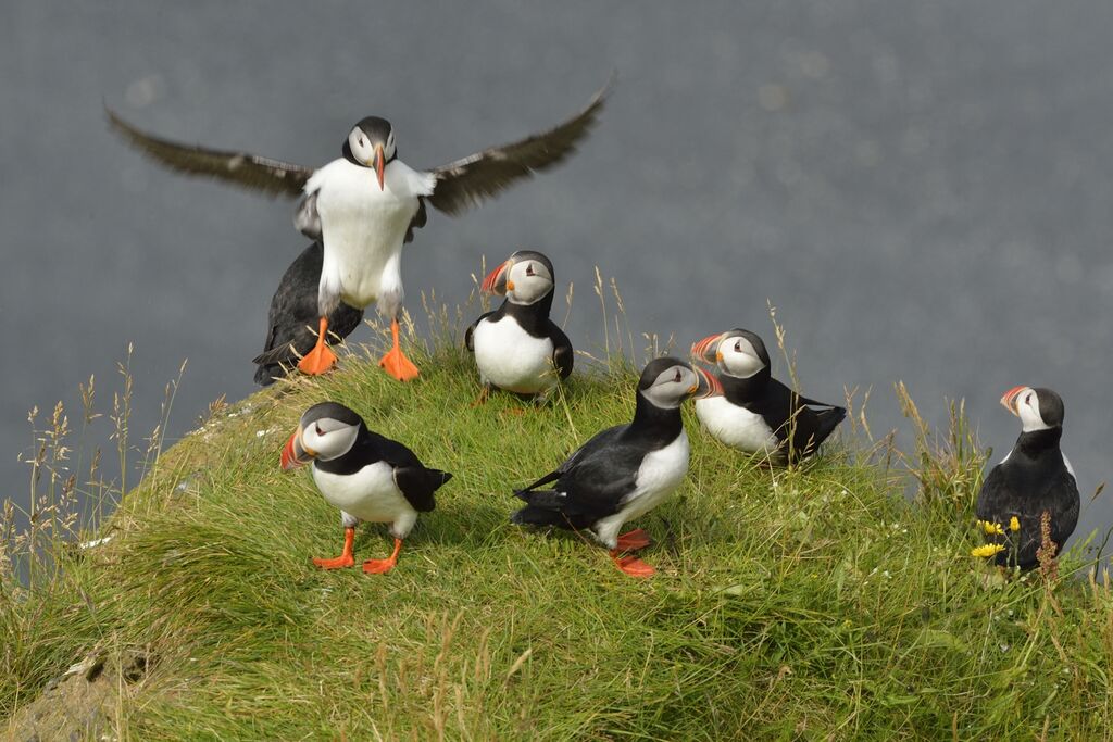 Atlantic Puffin