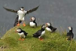 Atlantic Puffin