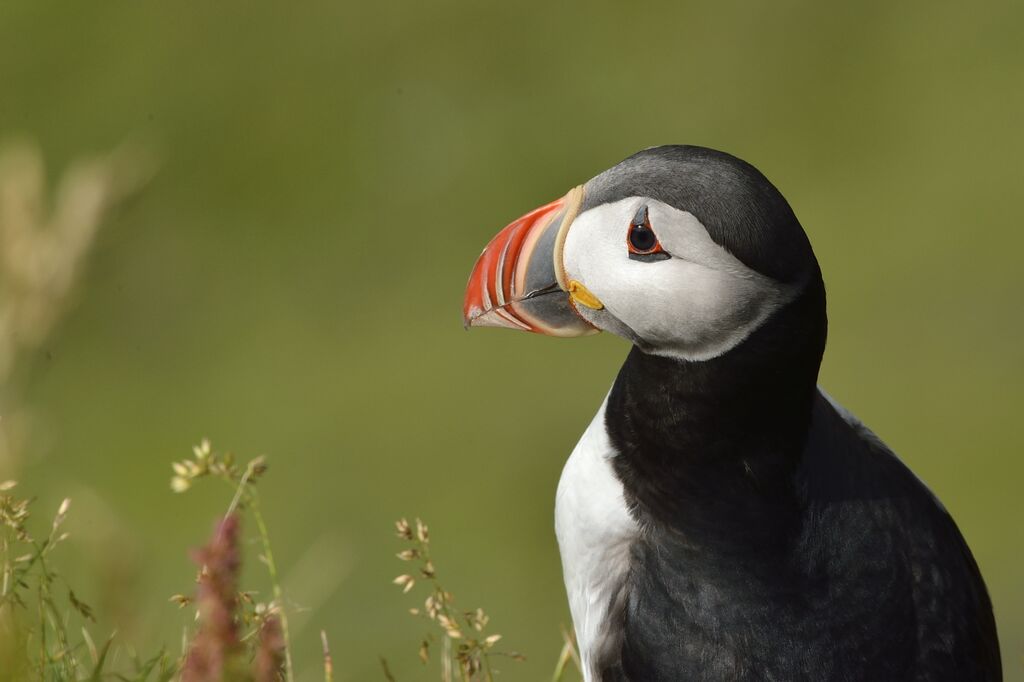 Atlantic Puffin