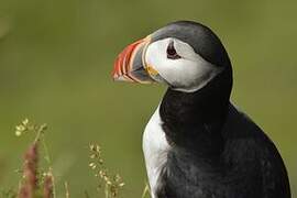 Atlantic Puffin