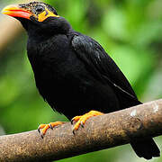 Common Hill Myna