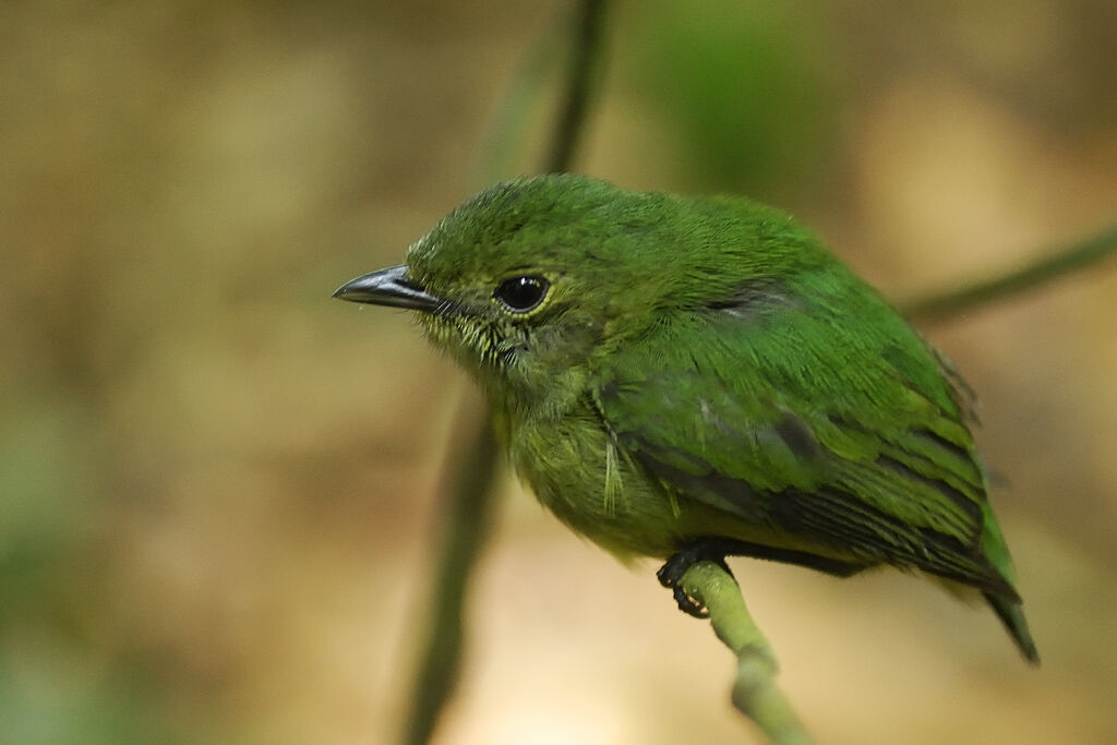 Manakin à front blanc femelle adulte