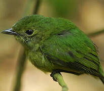 White-fronted Manakin