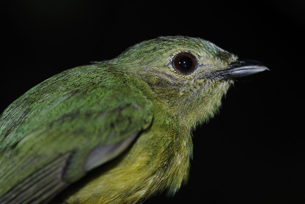 White-fronted Manakin