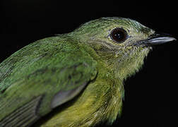 White-fronted Manakin