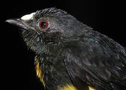 White-fronted Manakin