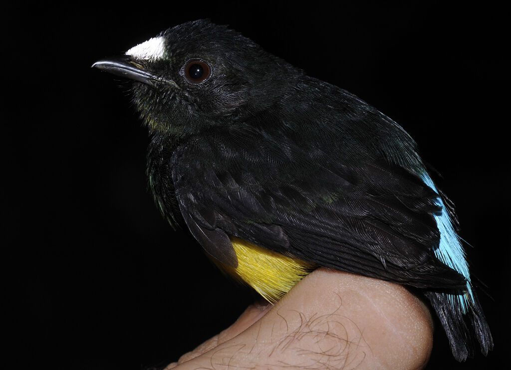 White-fronted Manakin male adult