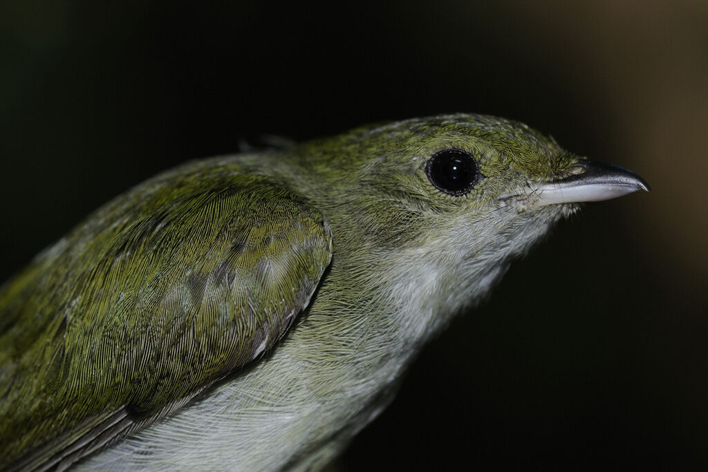 Manakin à gorge blanche femelle adulte