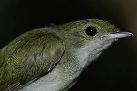 White-throated Manakin