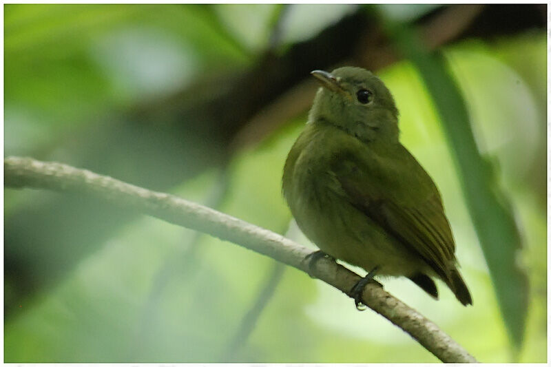 Manakin à tête blanche femelle