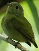 White-crowned Manakin