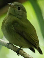 Manakin à tête blanche