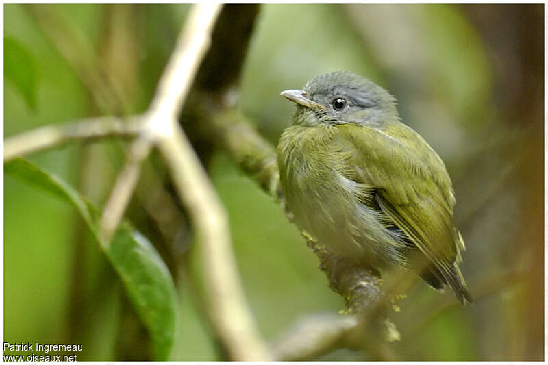 Manakin à tête blanche femelle adulte, identification