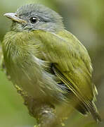 White-crowned Manakin