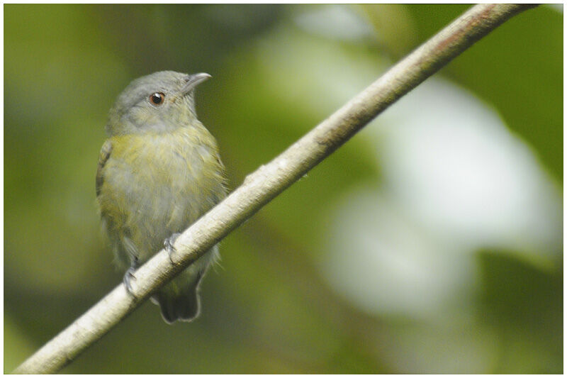 White-crowned Manakin female adult