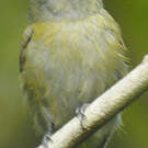 Manakin à tête blanche