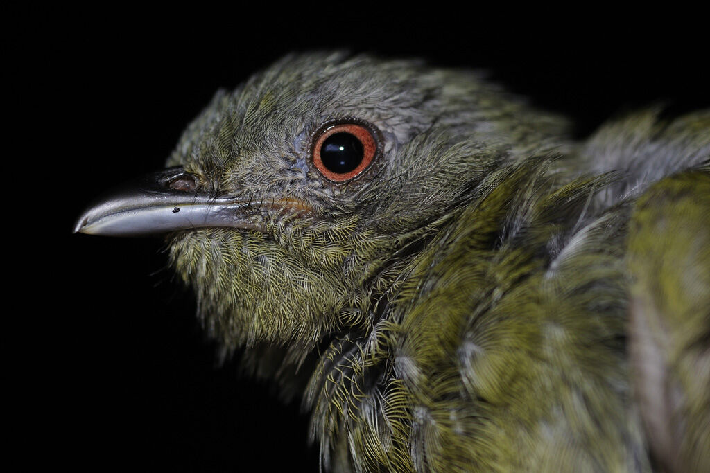 Manakin à tête blanche femelle