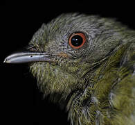 White-crowned Manakin