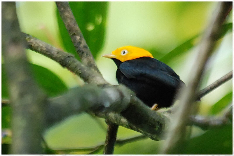 Manakin à tête d'or mâle adulte