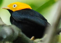 Golden-headed Manakin