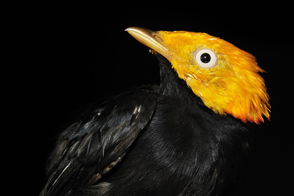 Manakin à tête d'or mâle adulte