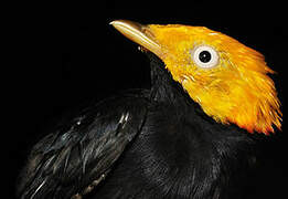 Golden-headed Manakin