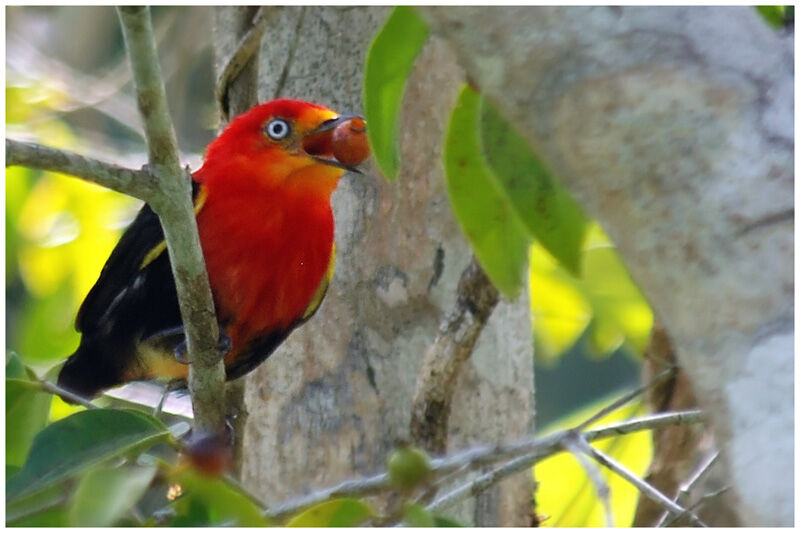 Crimson-hooded Manakin male adult