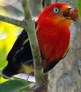 Crimson-hooded Manakin