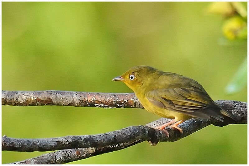 Crimson-hooded Manakin female adult