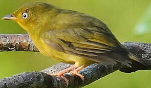 Crimson-hooded Manakin