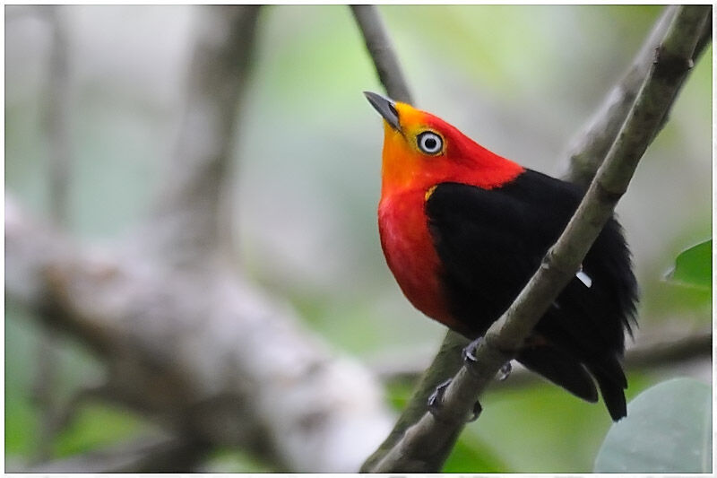 Crimson-hooded Manakin male adult breeding