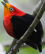 Crimson-hooded Manakin