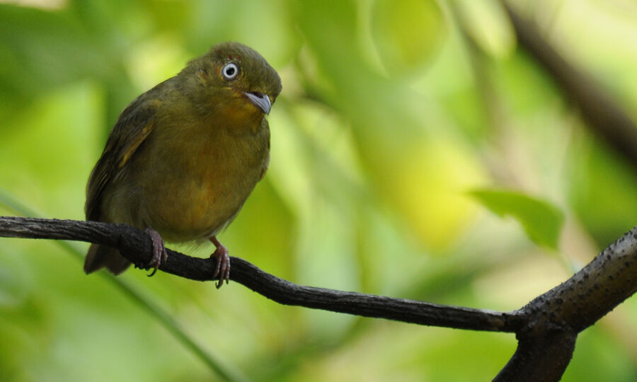 Crimson-hooded Manakin male immature