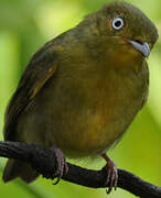 Crimson-hooded Manakin