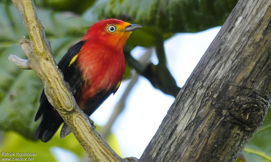 Crimson-hooded Manakin male adult