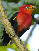 Crimson-hooded Manakin