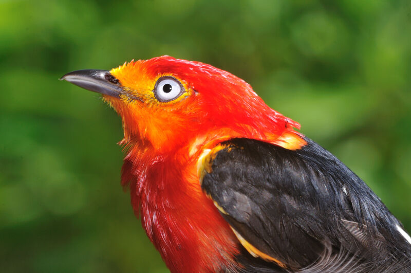 Manakin auréole mâle adulte