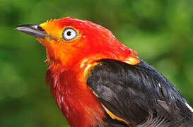 Crimson-hooded Manakin