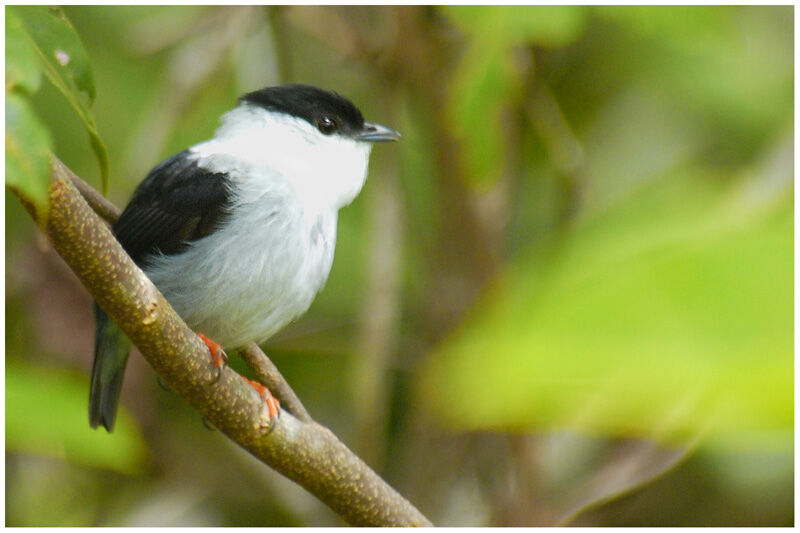 White-bearded Manakin male adult